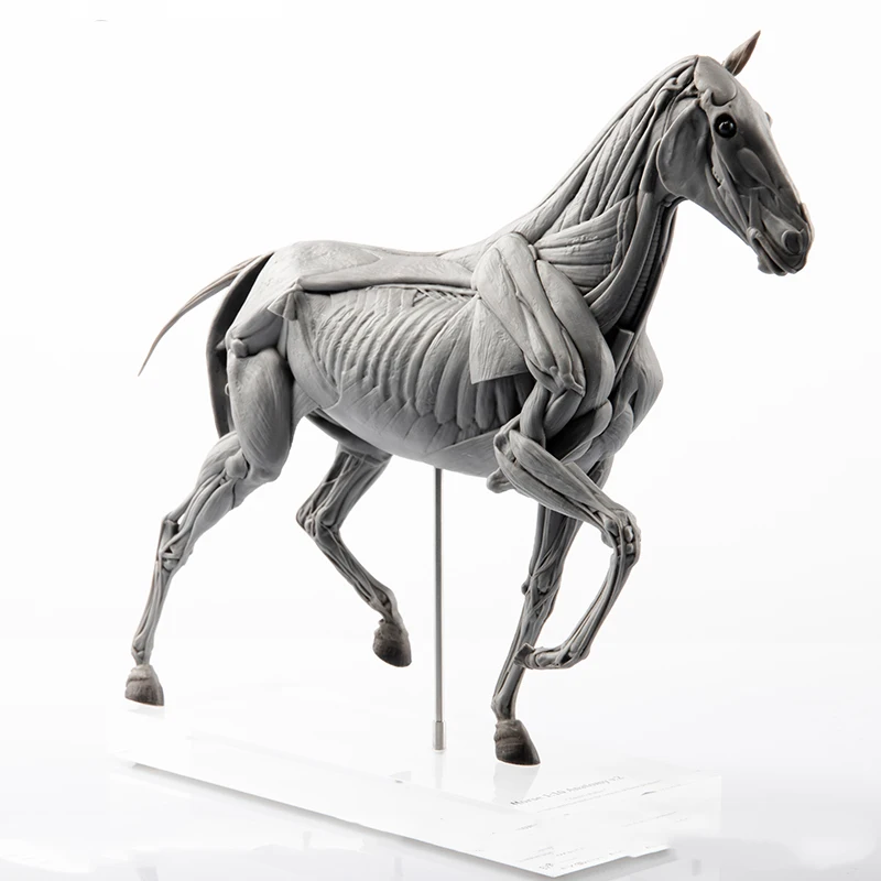 Resin Art Decoration Items - EVOLABORATORY Модель анатомии мышц лошади, декоративное