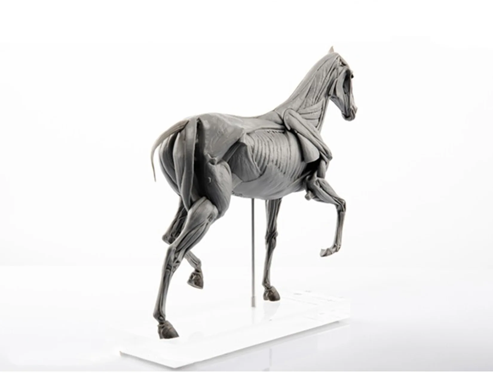 EVOLABORATORY Модель анатомии  – обзор и цена Resin Art Decoration Items