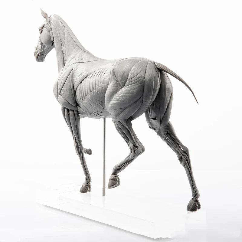 EVOLABORATORY Модель анатомии  – обзор и цена Resin Art Decoration Items